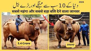 10 Most Expensive & Largest Bulls in the World | Sub Se Mehngay Aur Baray Qurbani Ke Janwar| KG INFO