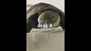 小時候長得無比可愛，長大後又顯得無比滄桑的烏龜！#沼澤龜 #神奇動物在抖音 #野生動物零距離