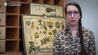 How plants get their scientific names, a short introduction to plant taxonomy