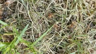 Practical Beekeeping - Chronic Bee Paralysis Virus