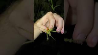 Types of Katydids Part 3 (Виды кузнечиков Часть 3) #katydid