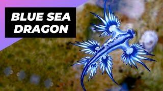 Blue Sea Dragon  One Of The Most Beautiful Sea Creatures | Glaucus Atlanticus #shorts