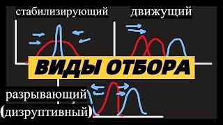 Виды естественного отбора - движущий, стабилизирующий, разрывающий (дизруптивный) ЕГЭ