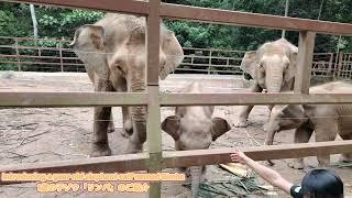 SMALLEST ELEPHANT species in the world - BORNEO PYGMY ELEPHANT