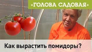 Голова садовая - Как вырастить помидоры?