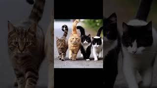 Cat Walk |Jas tv