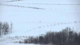 Longest coyote shot on video - 1390 yards.