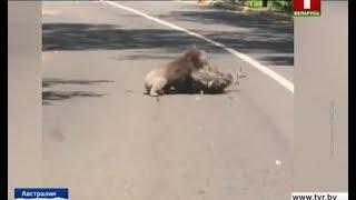 Коалы подрались прямо на проезжей части