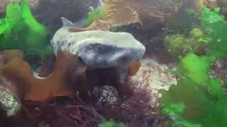 A short underwater clip recorded in Ireland in 2009.