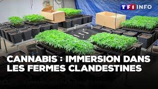 Enquête - Cannabis : immersion dans les fermes clandestines｜TF1 INFO