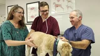 Veterinary Technology Program at Gwinnett Tech