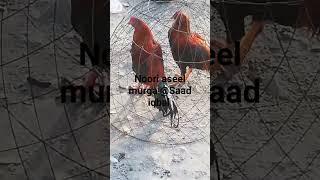 The Aseel murga and beautiful noori aseel murga@Saad iqbal #viral#shorts#shows#aseel #youtube#murga