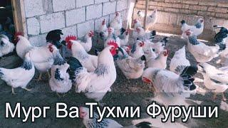 Мург Ва Тухми Фуруши Дар н ЁВОН Тел. 112995757