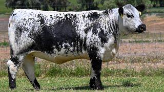 Speckle Park Cattle | Breed Of Many Colours