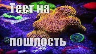 Тест на пошлость. Пройти тест на пошлость