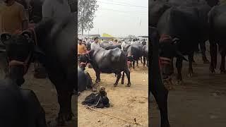 Pashu bajar parsi #cow #farming #dairyfarm #farm #animals #farmanimals #murrah