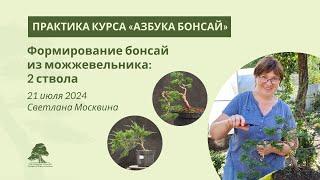 Формирование бонсай из можжевельника