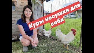 СОДЕРЖАНИЕ КУР НЕСУШЕК для СЕБЯ.  ВЫГОДНО или НЕТ. ЧЕМ КОРМИМ, ЧТОБЫ ХОРОШО НЕСЛИСЬ