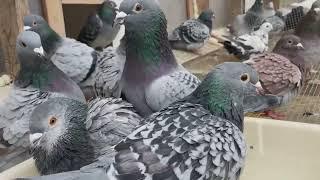 Unlock the Secret to the Perfect Moulting in Racing Pigeons