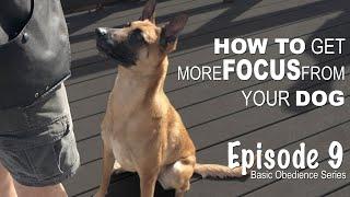 How to get more FOCUS from your dog. Episode 9