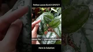 Pothos Leaves turning Black?! - Reasons & Solutions