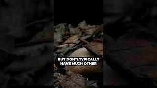 Nature's Greatest Recyclers