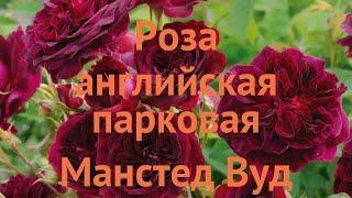 Роза парковая Манстед Вуд (munstead wood)  Манстед Вуд обзор: как сажать, саженцы розы Манстед Вуд