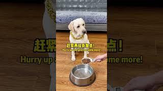 这狗真难伺候给少了不行给多了也不行This dog is really difficult to serve, it is not good to give less, and it is not