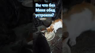 Прикольные животные #кошки#ёжики