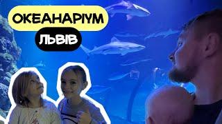 Океанаріум у Львові: тунель з акулами, черепахи, скати | канал Мамунця