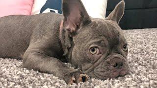 Rare Colored Lilac French Bulldog - Lexi