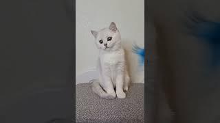 Simas Silver Chinchilla Scottish Fold Male Kitten Available Now | Purebred Kitties