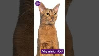 The Abyssinian - A Striking and Attractive Cat Breed  