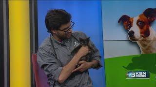Baldur's Gate 3 up for adoption at Kansas Humane Society