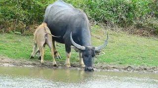 Baby buffalo having milk a3