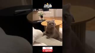 Funny Pets  #shorts #funny #pets #viralvideo