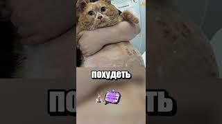 Худеющий кот по кличке Крошик