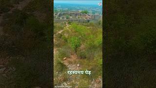 रहस्यमय पेड़ | यह कैसा पेड़ है | Mysterious tree | What kind tree is this | video in hindi kahaniya
