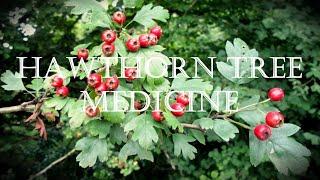 Around the Grove, Medicine ~ Hawthorn ~ 2023