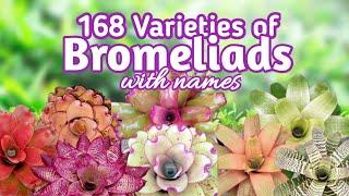 168 Bromeliad Varieties with Names I PlantFactory