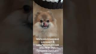 #pomeranian #померанскийшпиц #pomeranianpuppy #pomeranianbaby #померанец #померанскийшпицмосква