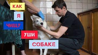 Как чистить уши собаке |  Уход за собакой в домашних условиях |