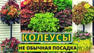 Так необычно КОЛЕУСЫ я не выращивала. Супер новые композиции для лета в кашпо