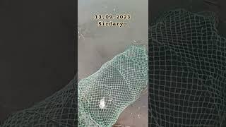 Рыбалка на СЫРДАРЬЕ 13.09.2023 #рыбалкавузбекистане #баликови 09.2023 #ловлясазана #catching_fish