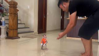 Lucky baby monkey obediently learns to walk with his father