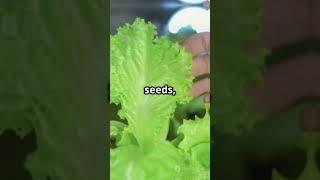 The ULTIMATE Hydroponics Beginner's Guide