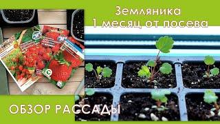 Рассада земляники 1 месяц от посева