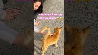 подробный ролик про это у меня на канале #корея #стамбул#кошки