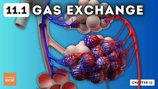 IGCSE Biology - Gas exchange in humans (11.1)