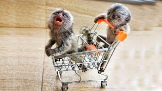 Cute Tiny Marmoset Monkey